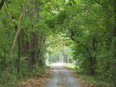 Opening in the trail to the campground