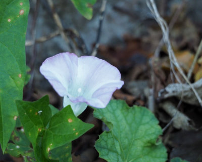 I think this is Hedge Bindweed