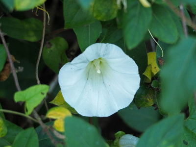 I think this is Hedge Bindweed