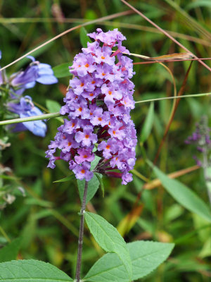 Unidentified flower next to the trail at Big Slackwater