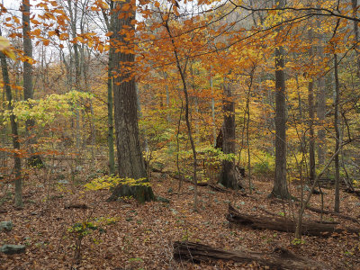Woods at Catoctin Mountain Park