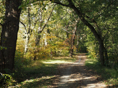 The trail