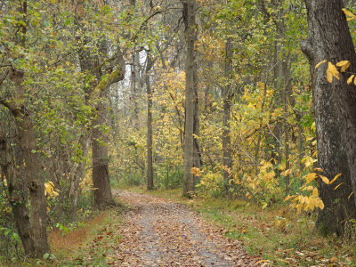 Remains of Fall on the trail