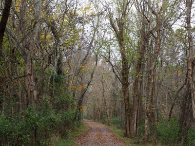 First views after most of the leaves have fallen