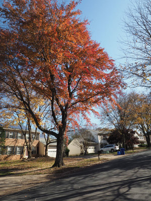 Our neighborhood at the end of the fall