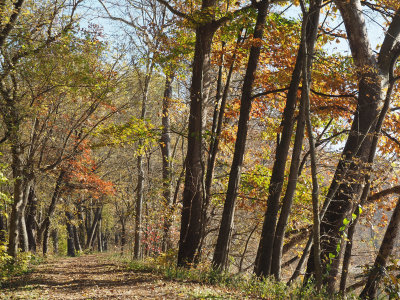 The last leaves