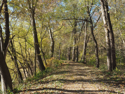 Remaining leaves on the trail in late autumn