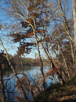 The last leaves hanging over the river