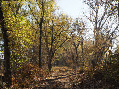 Backlighting on the remaining leaves