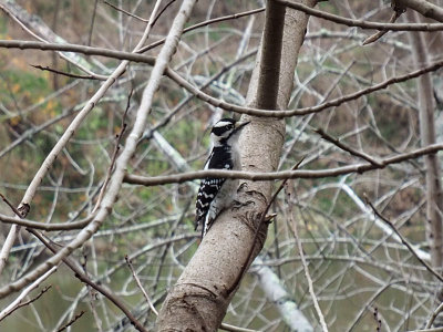 Possibly a Downy woodpecker