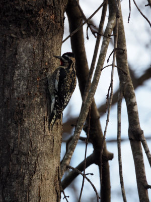 The woodpecker