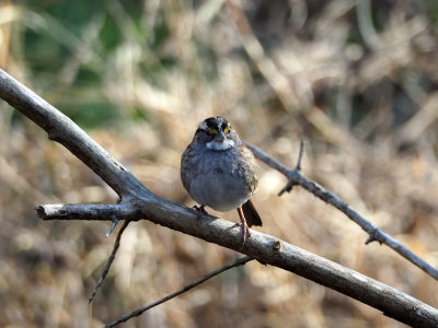 A sparrow next to the trail