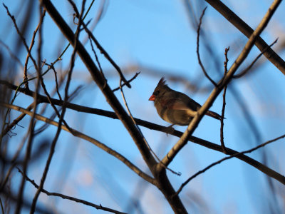 The female cardinal in the bushes