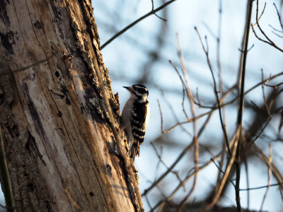 The woodpecker