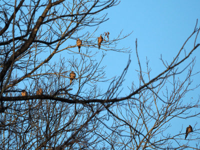 Dec 13th - The birds awaken - parking lot at Sycamore Landing