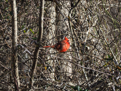 The colorful cardinal in the bushes