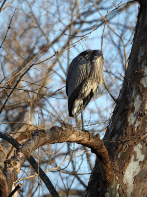 The Great Blue heron on a tree