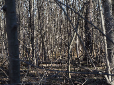 The trees