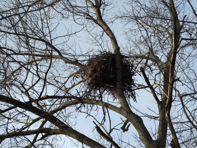 The massive nest up on the tree