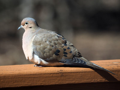 The Mourning Dove on our patio railing