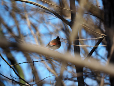 March 7th - Near White's Ferry - The Cardinal through the branches
