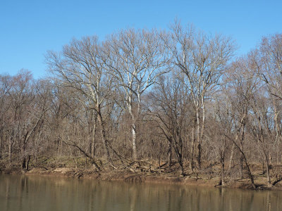 Sycamore trees on the Virginia shoreline