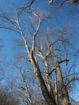 Sycamore tree over the trail