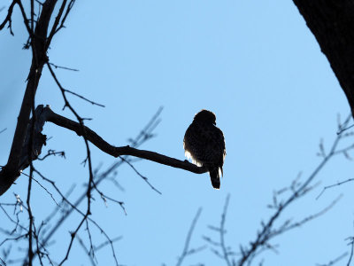 A hawk enjoying the early morning sun