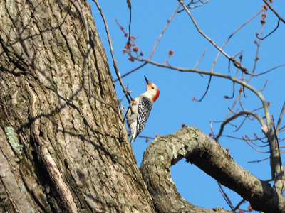 The red-belied woodpecker