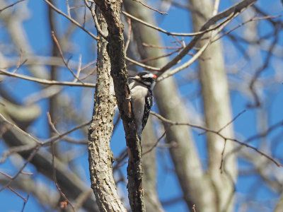 The Downy woodpecker