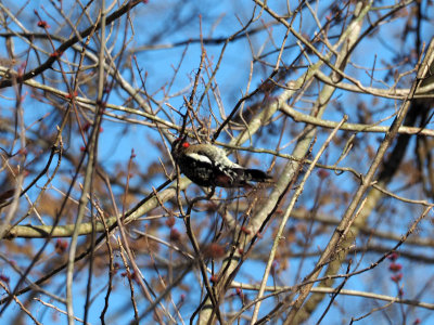 March 14th -  Could this be a Yellow-bellied Sapsucker?