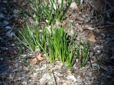 Signs of Spring beside the trail