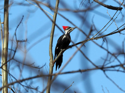 The Pileated Woodpecker