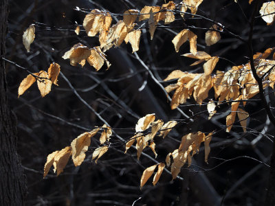 Leaves that stayed on through winter