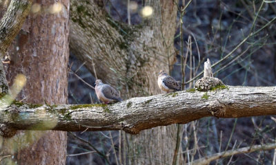 The Mourning Doves
