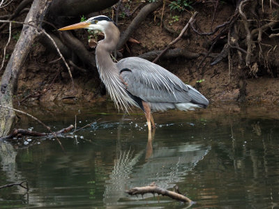 The great blue heron