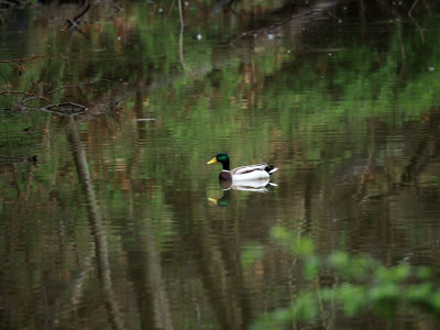 The Mallard and the reflections in the canal