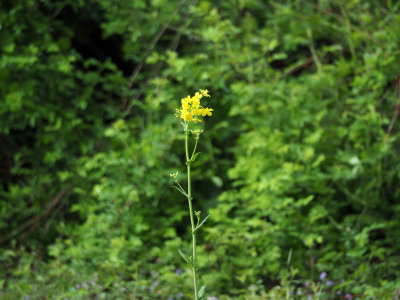 Unidentified wild flower