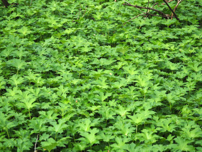 Carpet of green beside the trail
