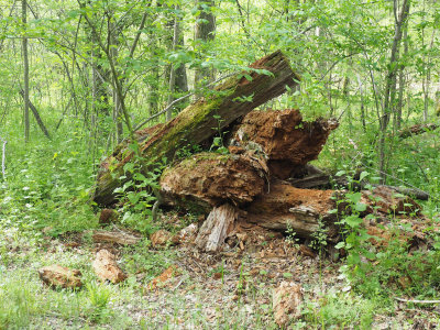 Rotting fallen tree in the green