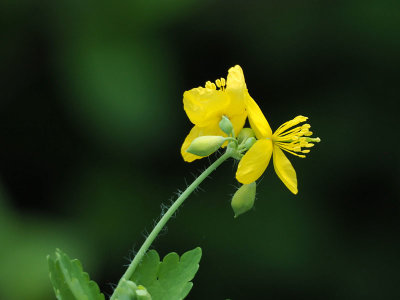 Celandine flower
