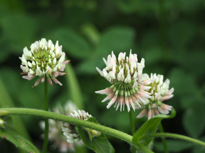 Flowers of clover