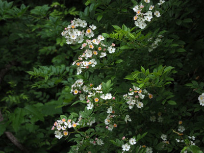 Rosa Multiflora bush