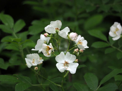 Rosa Multiflora