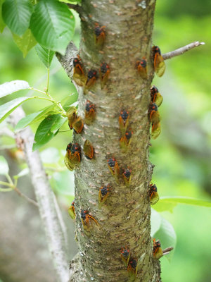 Cicadas - Brood X