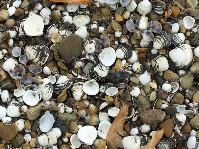 Shells on the dry river bed