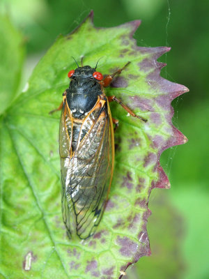 May 22nd - Cicada by the trail near Dargan Bend
