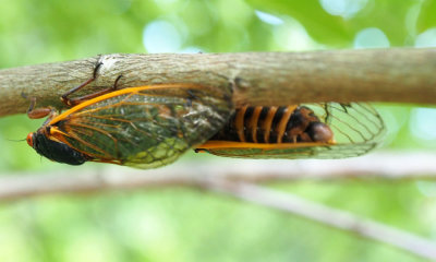 Cicadas on the Crape Myrtle