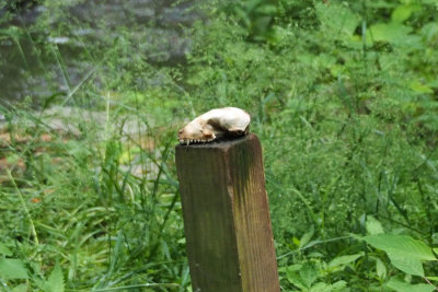 The skull on a post in a stream