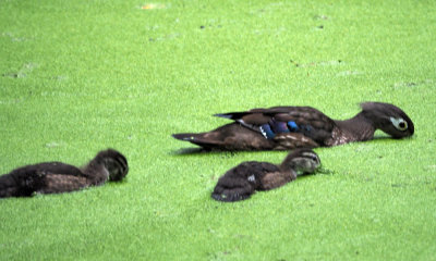 A female wood duck with its ducklings